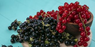 Чемпионы витамина C — какие сорта крыжовника и смородины выбрать