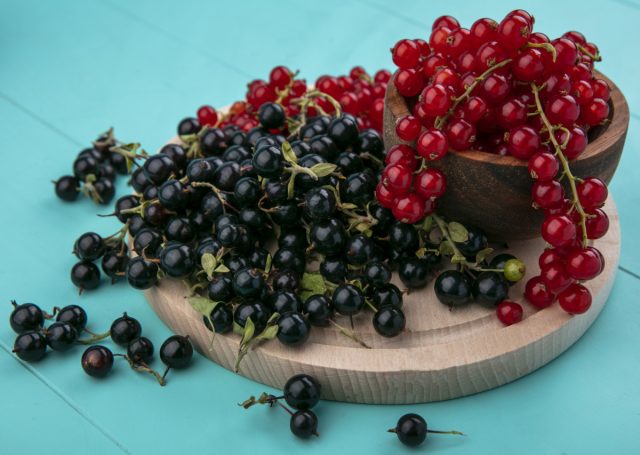 Чемпионы витамина C — какие сорта крыжовника и смородины выбрать