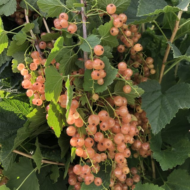 Смородина «Версальская белая»