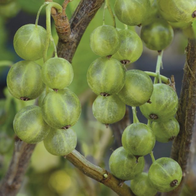 Смородина «Изумрудное ожерелье»