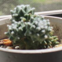 Кактус "Mammillaria polythele". Три года назад кактус начал загибаться в прямом и переносном смысле.