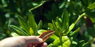 Как не убить рододендрон? Частые ошибки ухода за кустарником