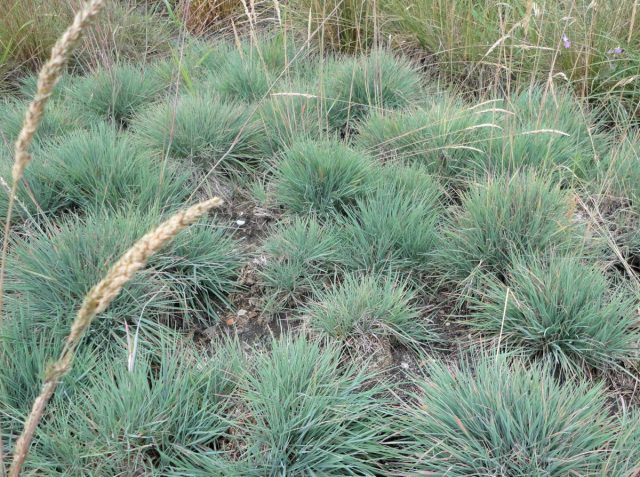 Келерия сизая Келерия сизая, или тонконог голубой (Koeleria glauca)