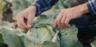 Как вырастить капусту целой: предотвращаем 3 причины растрескивания кочана