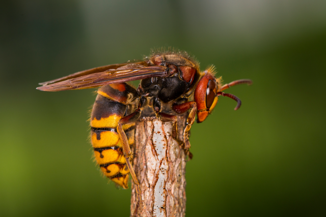 Чаще всего шершни хватают ослабленных и нездоровых пчёлок, практически на лету отрывая им головы