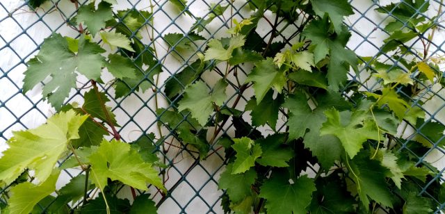 Виноград крепко цепляется усами за жёсткую сетку