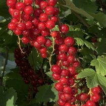 «Сахарная» смородина - один из самых сладких сортов красной смородины