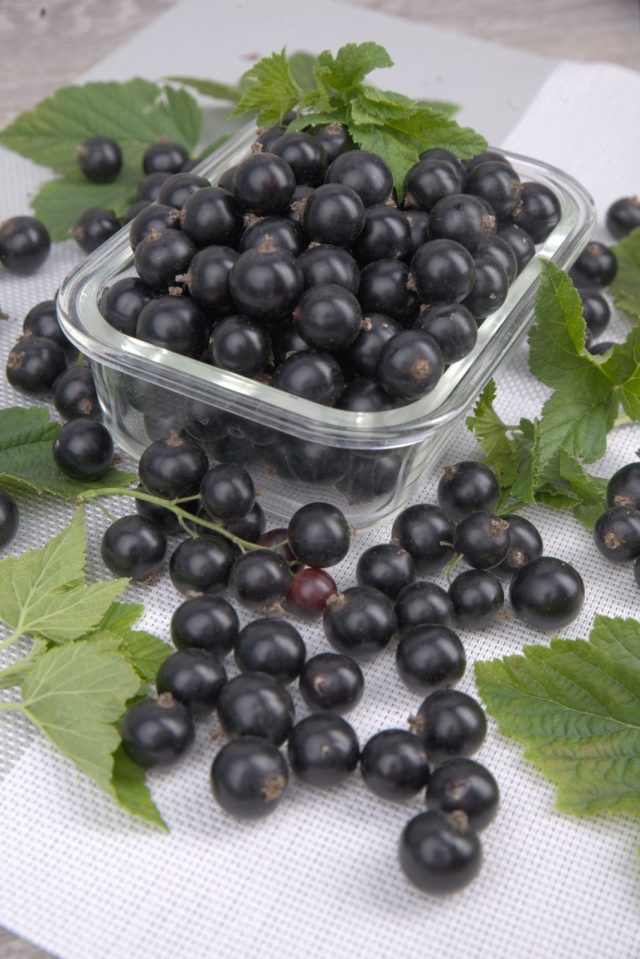 Сорт смородины «Селеченская» ценится за свои высокие гастрономические качества. Ягоды сладкие и ароматные, с лёгкой кислинкой