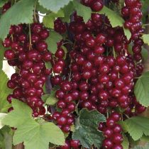 «Красная Андрейченко» смородина отличается среднерослостью (может вытягиваться до 1,5 м)