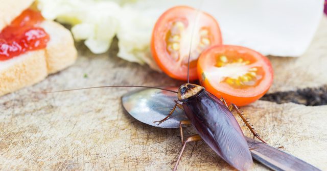 Тараканы в частном доме: избавляемся от незваных соседей