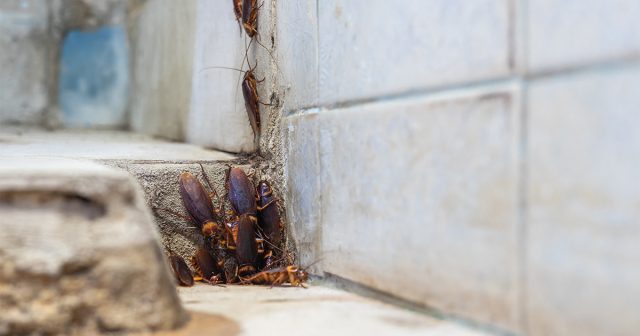В нашей стране тараканы плотно соседствуют с людьми уже более 2 веков В нашей стране тараканы плотно соседствуют с людьми уже более 2 веков