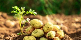 Урожай зеленого картофеля: что пошло не так?