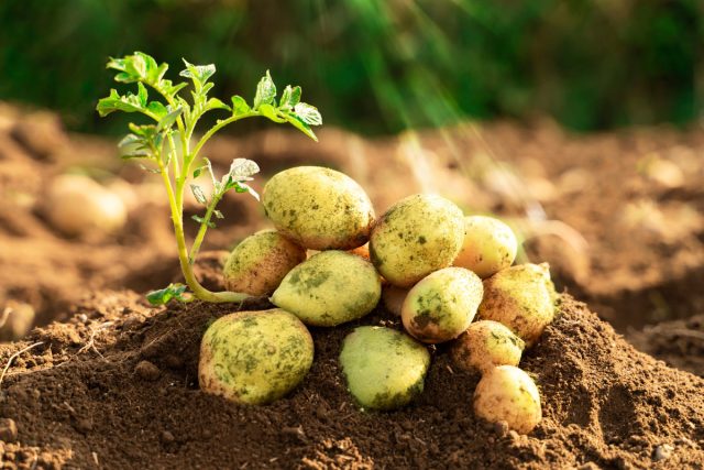 Урожай зеленого картофеля — что пошло не так?