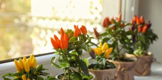 Витамины круглый год — выращиваем комнатный перец