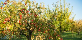 Закладываем плодовый сад — как выбрать деревья даже для маленького участка