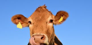 Неожиданное решение для борьбы с глобальным потеплением - кормить коров нарциссами.