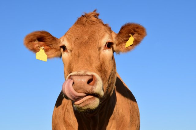 Кормление коров нарциссами - неожиданный способ борьбы с изменением климата