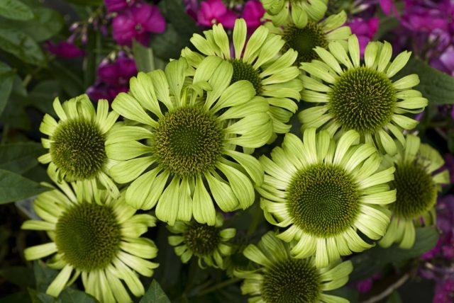 Эхинацея «Грин Джевил» (Echinacea 'Green Jewel')