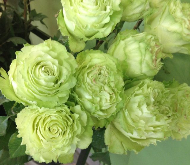 Роза «Лимонад» (Rose 'Lemonade')