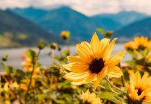 10 новых однолетников, которые я испытала сама и рекомендую посадить вам