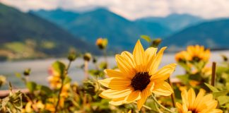 10 новых однолетников, которые я испытала сама и рекомендую посадить вам