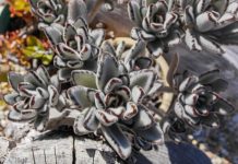 10 самых засухоустойчивых растений — настоящие пустынные жители в вашей квартире