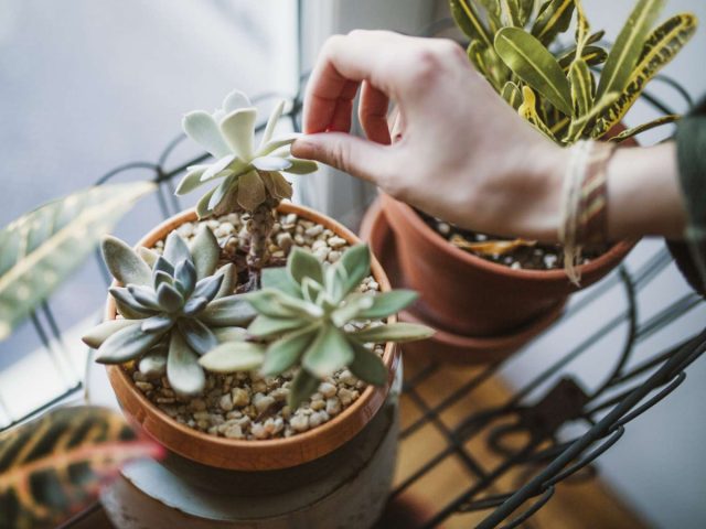 Суккуленты Суккуленты