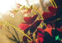 5 удивительных вариаций оксалиса — как вырастить и сохранить комнатную кислицу
