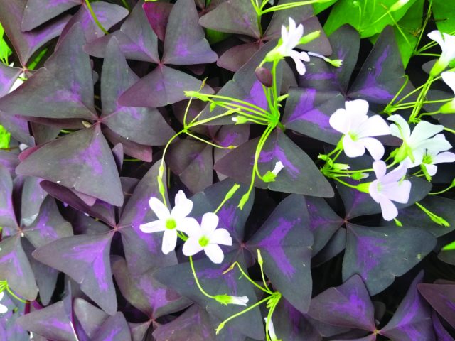 Кислица треугольная (Oxalis regnellii var. triangularis) Кислица треугольная (Oxalis regnellii var. triangularis)