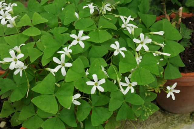 Кислица мотыльковая (Oxalis triangularis subsp.papilionacea) Кислица мотыльковая (Oxalis triangularis subsp.papilionacea)