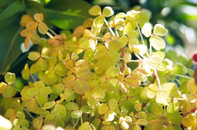 Кислица вулканическая «Молтен Лава» (Oxalis vulcanicola ‘Molten lava’) Кислица вулканическая «Молтен Лава» (Oxalis vulcanicola ‘Molten lava’)