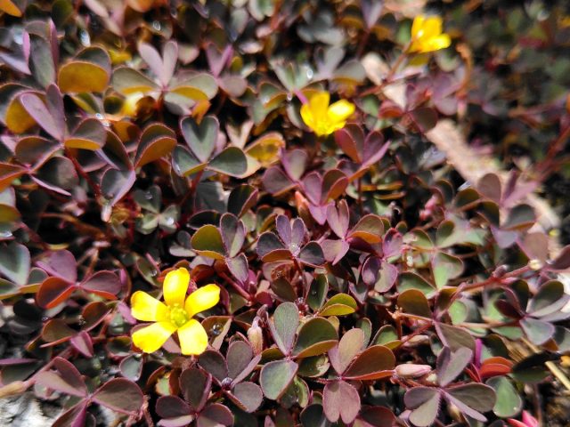 Кислица вулканическая «Зинфандель» (Oxalis vulcanicola ‘Zinfandel’) Кислица вулканическая «Зинфандель» (Oxalis vulcanicola ‘Zinfandel’)