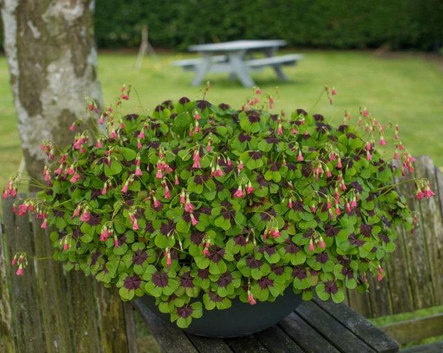 Кислица четырехлистная «Айрон Кросс» (Oxalis tetraphylla 'Iron Cross') Кислица четырехлистная «Айрон Кросс» (Oxalis tetraphylla 'Iron Cross')