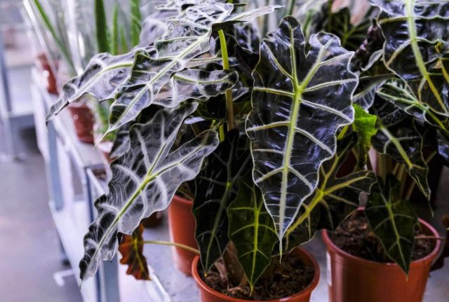 Алоказия амазонская «Полли» (Alocasia amazonica 'Polly') Алоказия амазонская «Полли» (Alocasia amazonica 'Polly')