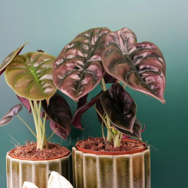 Алоказия медно-красная «Ред Сикрет» (Alocasia cuprea 'Red Secret') Алоказия медно-красная «Ред Сикрет» (Alocasia cuprea 'Red Secret')