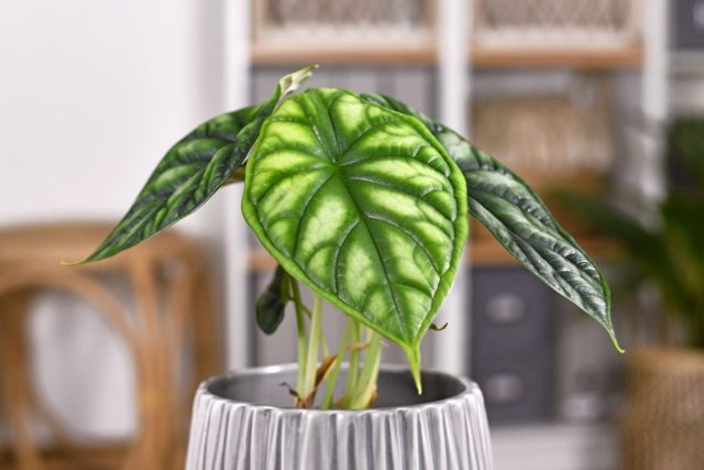 Алоказия багинда «Драгон Скейл» (Alocasia baginda 'Dragon Scale') Алоказия багинда «Драгон Скейл» (Alocasia baginda 'Dragon Scale')