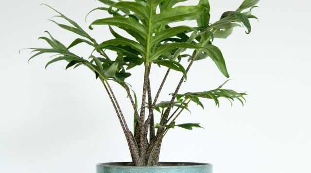 Алоказия бранцифолия «Пинк Пассион» (Alocasia brancifolia 'Pink Passion') Алоказия бранцифолия «Пинк Пассион» (Alocasia brancifolia 'Pink Passion')