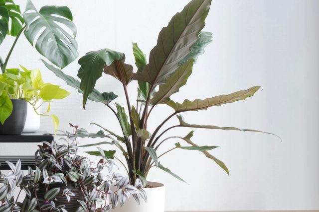 Алоказия лаутербахиана «Пурпл Сворд» (Alocasia lauterbachiana 'Purple Sword') Алоказия лаутербахиана «Пурпл Сворд» (Alocasia lauterbachiana 'Purple Sword')