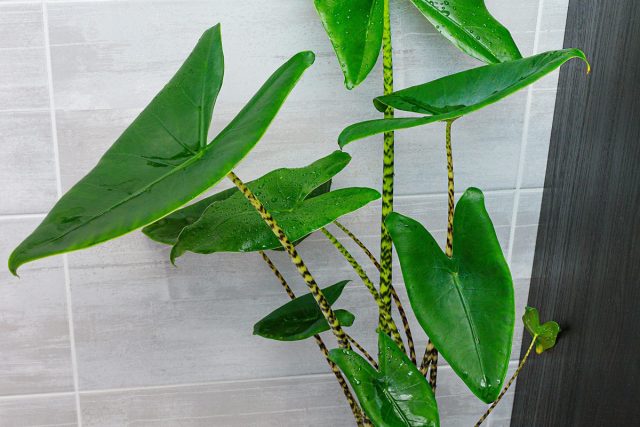 Алоказия зебрина (Alocasia zebrina) Алоказия зебрина (Alocasia zebrina)