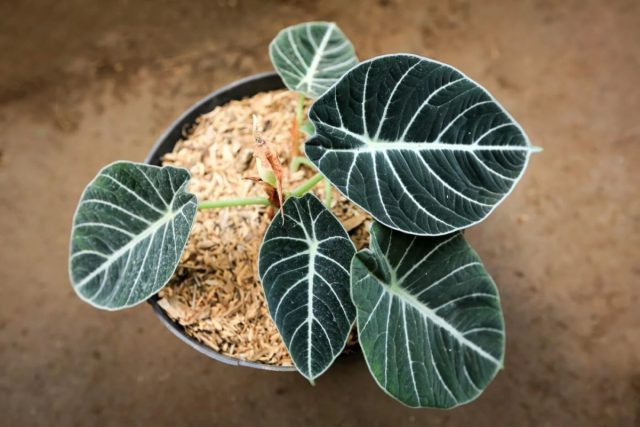 Алоказия реджинула «Блэк Вельвет» (Alocasia reginula 'Black Velvet') Алоказия реджинула «Блэк Вельвет» (Alocasia reginula 'Black Velvet')