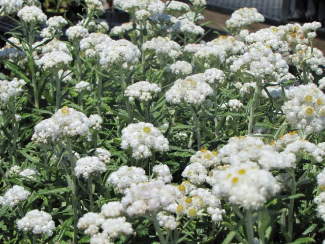 Анафалис жемчужный (Anaphalis margaritacea) Анафалис жемчужный (Anaphalis margaritacea)