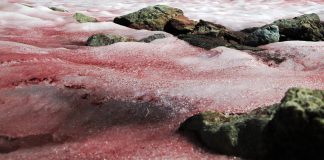 Ученые обнаружили необычное явление: ледник на Алтае покраснел из-за водорослей.