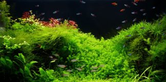 Цветник под водой: выбираем аквариумные растения