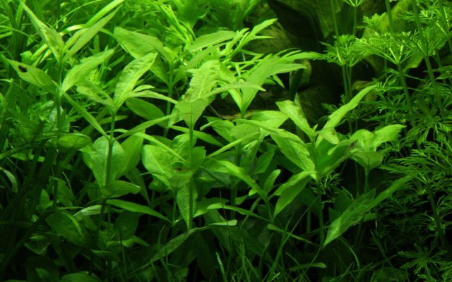 Гигрофила многосемянная (Hygrophila polysperma) Гигрофила многосемянная (Hygrophila polysperma)