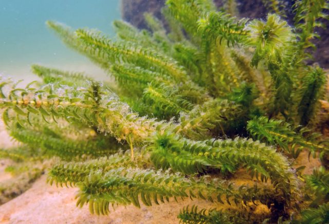 Элодея канадская (Elodea canadensis) Элодея канадская (Elodea canadensis)