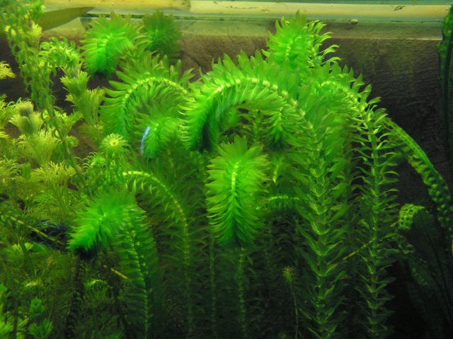 Элодея зубчатая (Elodea densa) Элодея зубчатая (Elodea densa)