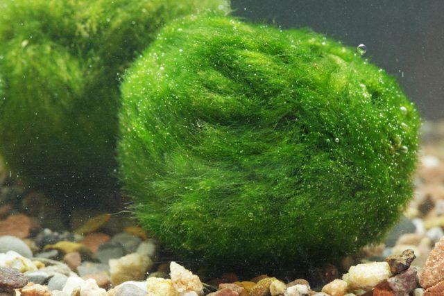 Кладофора шаровидная (Aegagropila linnaei) Кладофора шаровидная (Aegagropila linnaei)