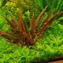 Криптокорина Вендта (Cryptocoryne wendtii) Криптокорина Вендта (Cryptocoryne wendtii)