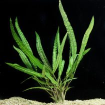 Криптокорина курчавая (Cryptocoryne balansae) Криптокорина курчавая (Cryptocoryne balansae)