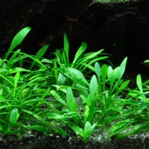 Криптокорина парва (Cryptocoryne parva) Криптокорина парва (Cryptocoryne parva)